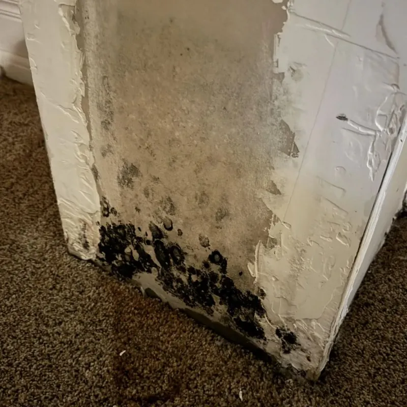 Professional Mold Removal in Minot, ME